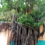 Tree in Old San Juan