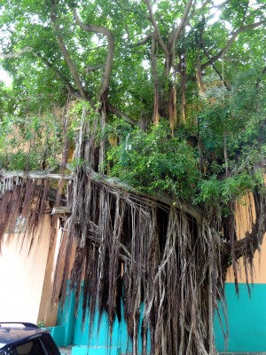 Tree in Old San Juan